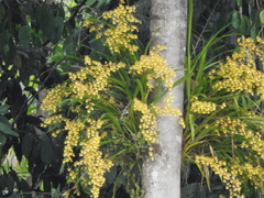 Oncidium sphacelatum