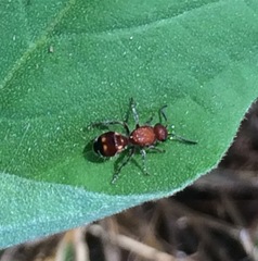 Dasymutilla quadriguttata