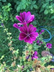 Erodium texanum