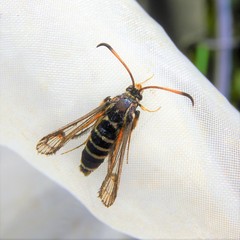 Bembecia ichneumoniformis