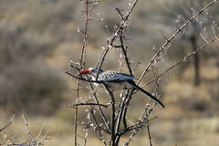 Tockus damarensis