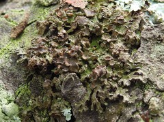 Tuckermanella fendleri