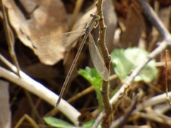 Odonata