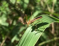 Zelus renardii