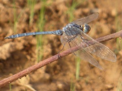 Orthetrum
