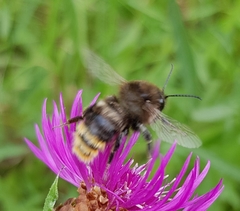 Bombus ruderarius