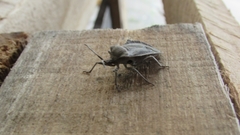 Spartocerini