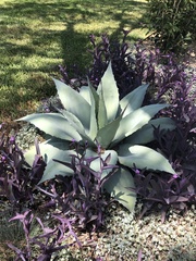 Agave ovatifolia