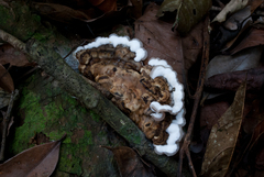 Auricularia brasiliana