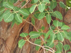 Ficus