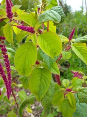 Amaranthus hybridus
