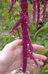 Amaranthus hybridus
