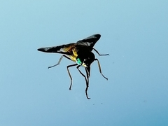 Chrysops relictus