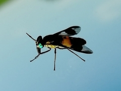 Chrysops relictus