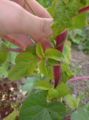 Amaranthus hybridus
