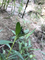 Trichopoda lanipes