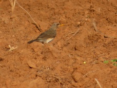 Turdus pelios