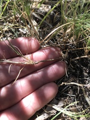 Muhlenbergia richardsonis