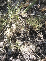 Muhlenbergia richardsonis