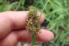 Image of Carex stipata