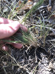 Muhlenbergia richardsonis