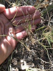 Muhlenbergia richardsonis