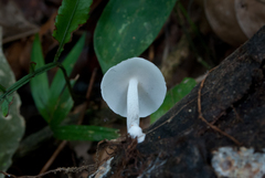 Filoboletus gracilis