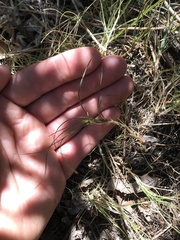 Muhlenbergia richardsonis