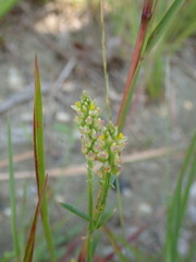 Polygala nuttallii