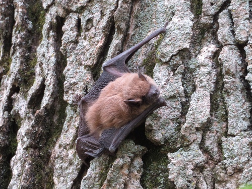Big Brown Bat photographed in Iowa