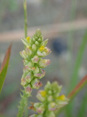 Polygala nuttallii