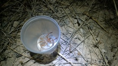 Eremobatidae
