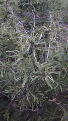 Rhamnus erythroxyloides