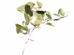 Ficus punctata