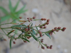 Lechea intermedia intermedia