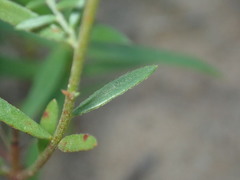 Lechea intermedia intermedia