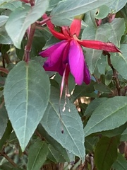 Fuchsia × hybrida
