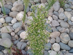 Erigeron canadensis