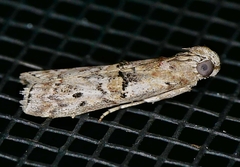 Zamagiria australella