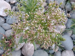 Erigeron canadensis