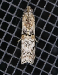 Zamagiria australella