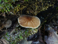 Pluteus granularis