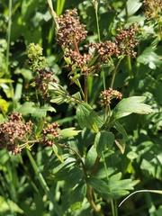 Thalictrum flavum