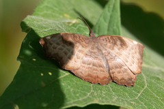 Ariadne enotrea