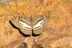Euriphene ribensis