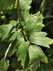 Thalictrum flavum