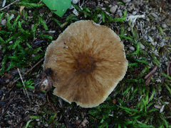 Pluteus granularis