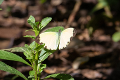 Nepheronia