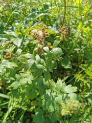 Thalictrum flavum