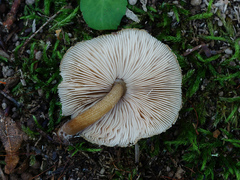 Pluteus granularis